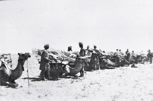 Soldiers with camels in Mesopotamia during World War One, from an album compiled by Lt. Kindom